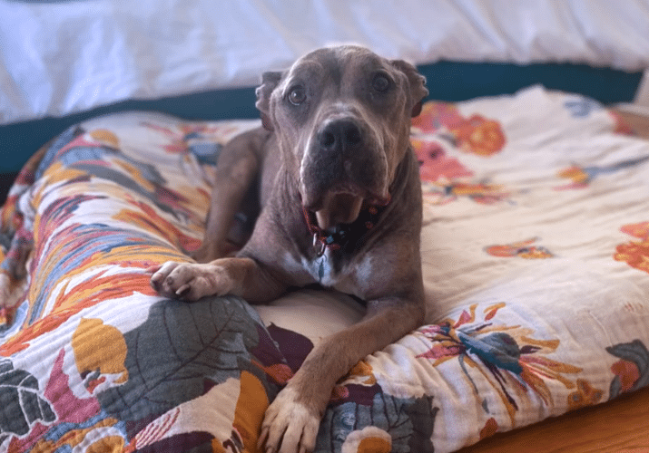 Koda Thanksgiving 750x500 V2