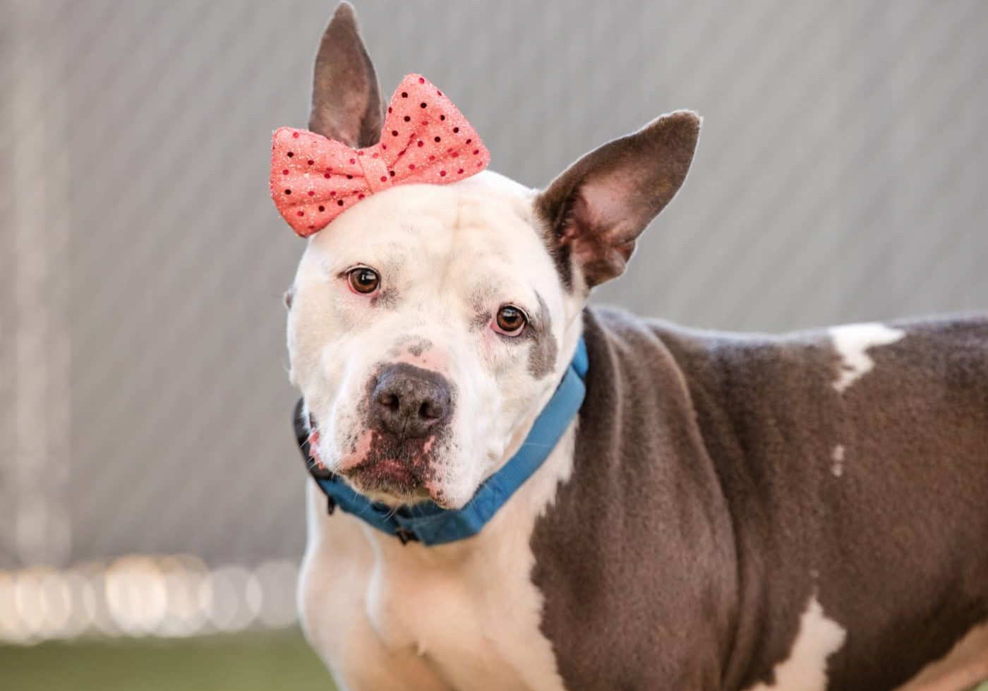 A dog wearing a pink bow on their ear