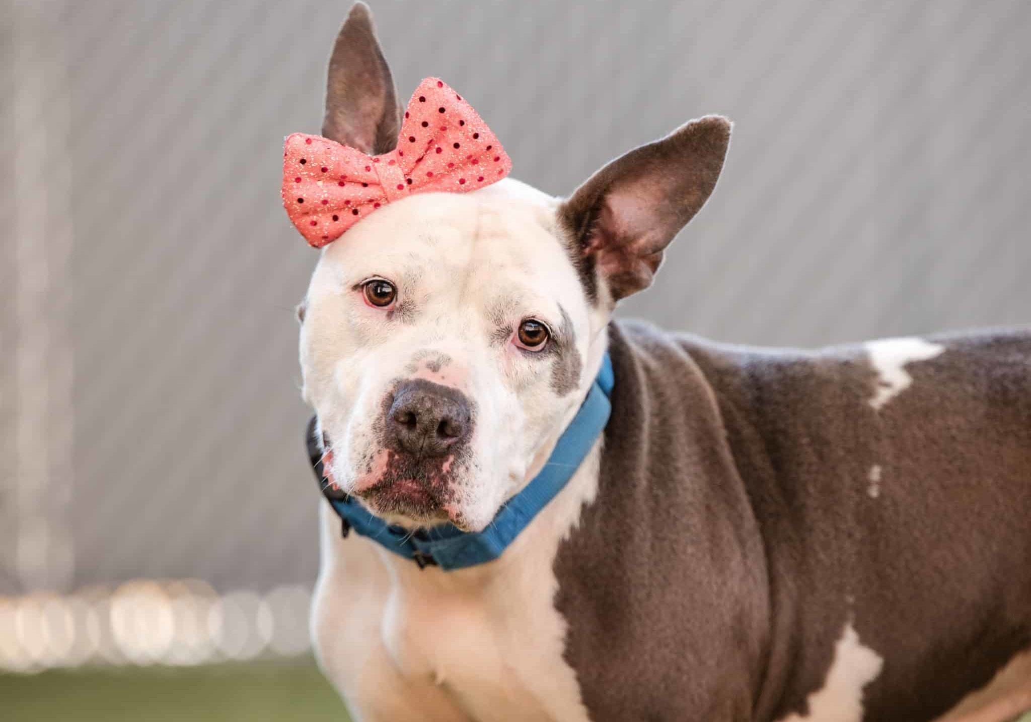 A dog wearing a pink bow on their ear