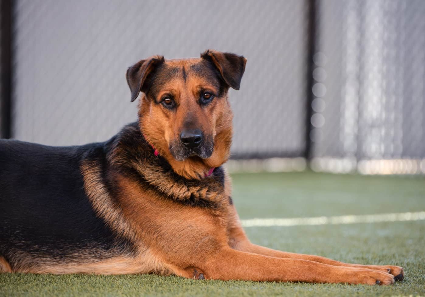 A brown and black dog laying on grass and looking at the camera