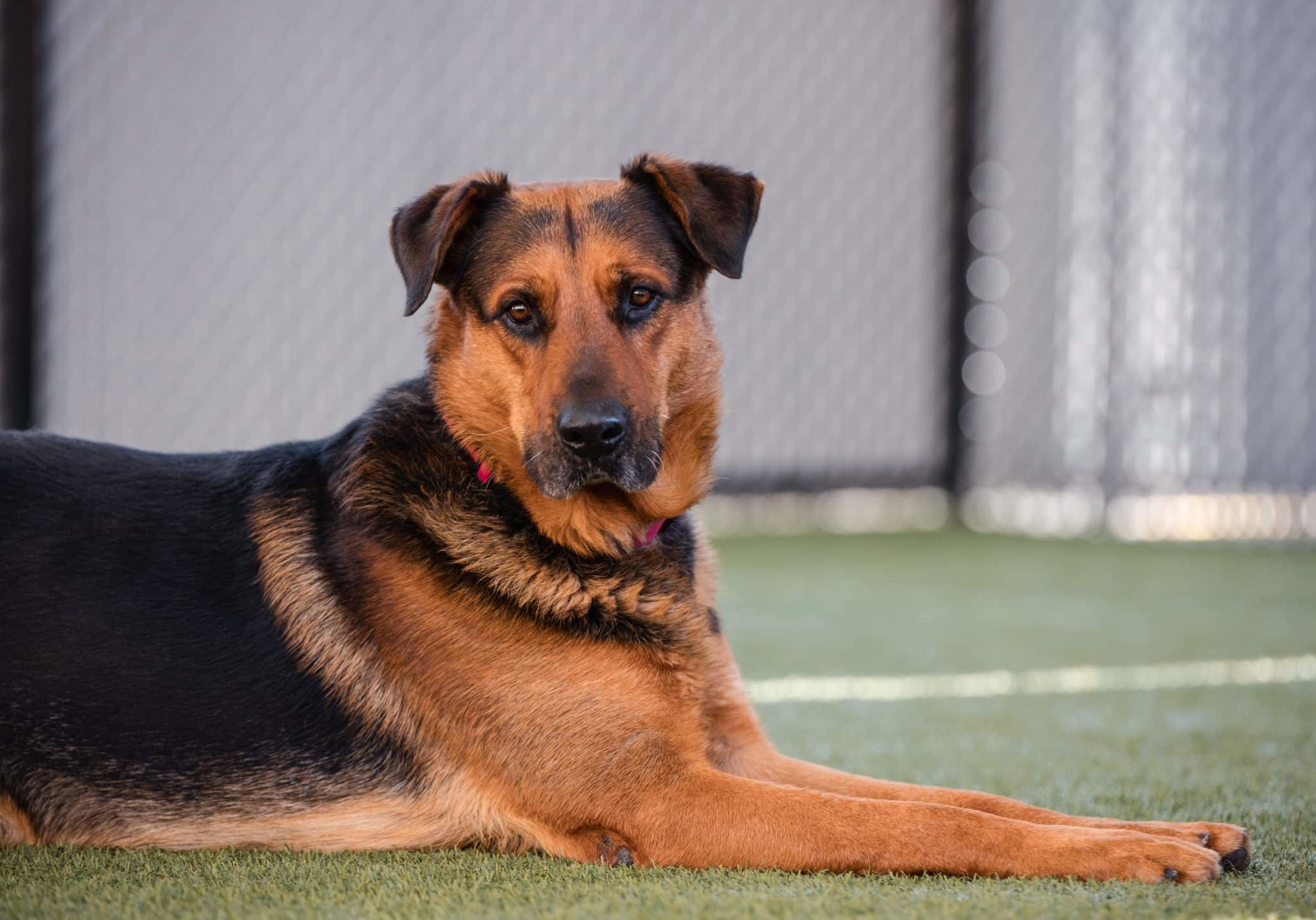 A brown and black dog laying on grass and looking at the camera