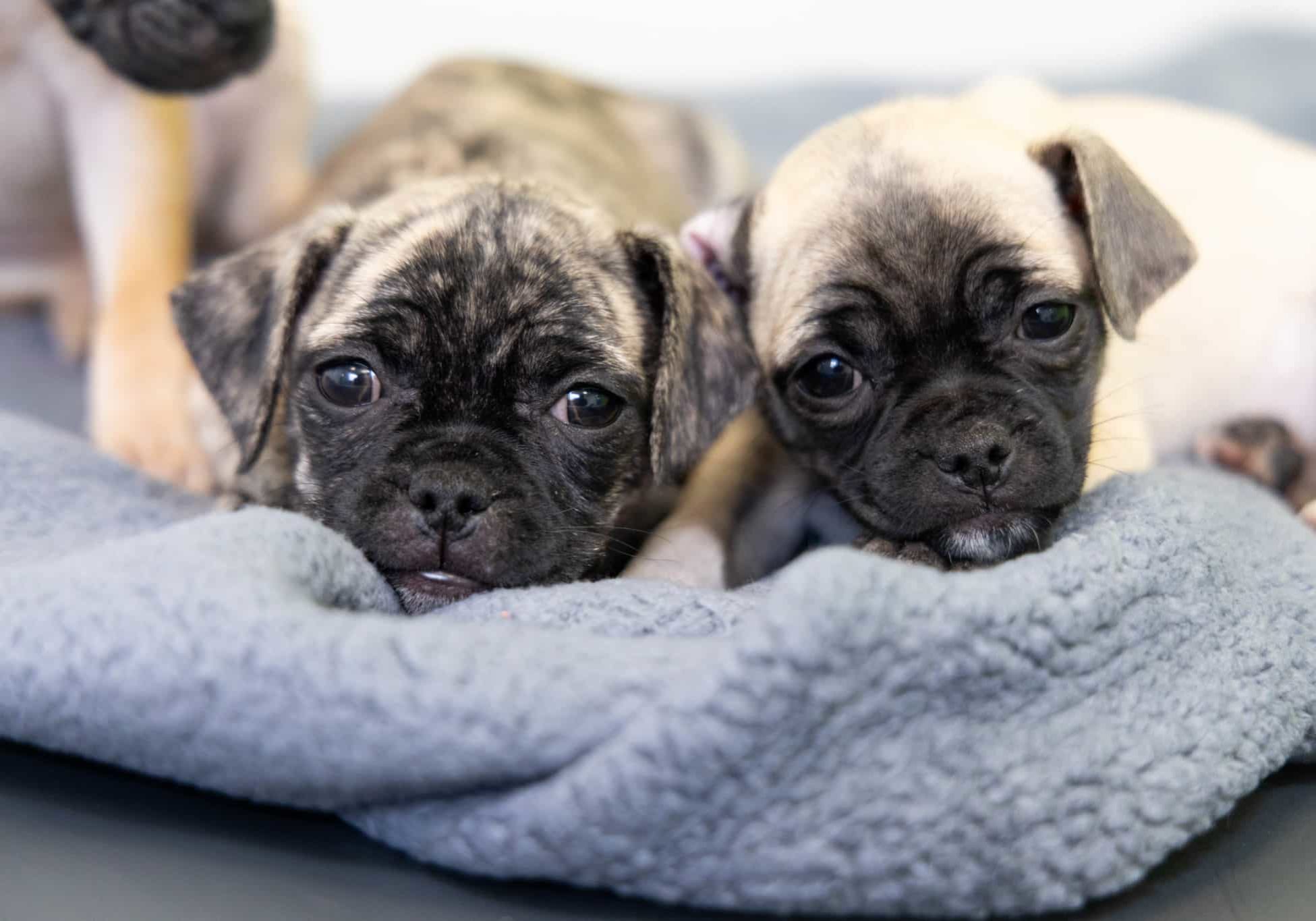 Maya 9515321 Gigi 951529 6