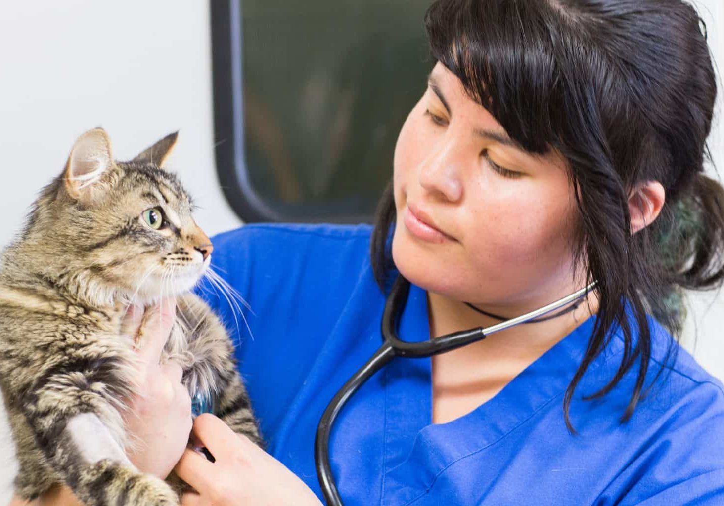 cat with veterinarian