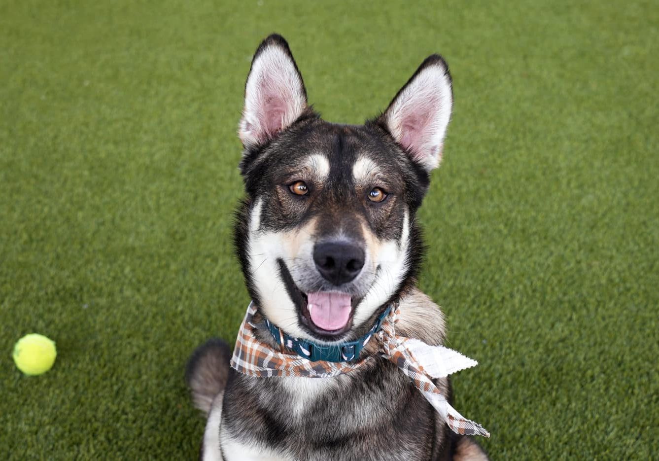A dog sitting and smiling at the camera on grass with a yellow ball in the background