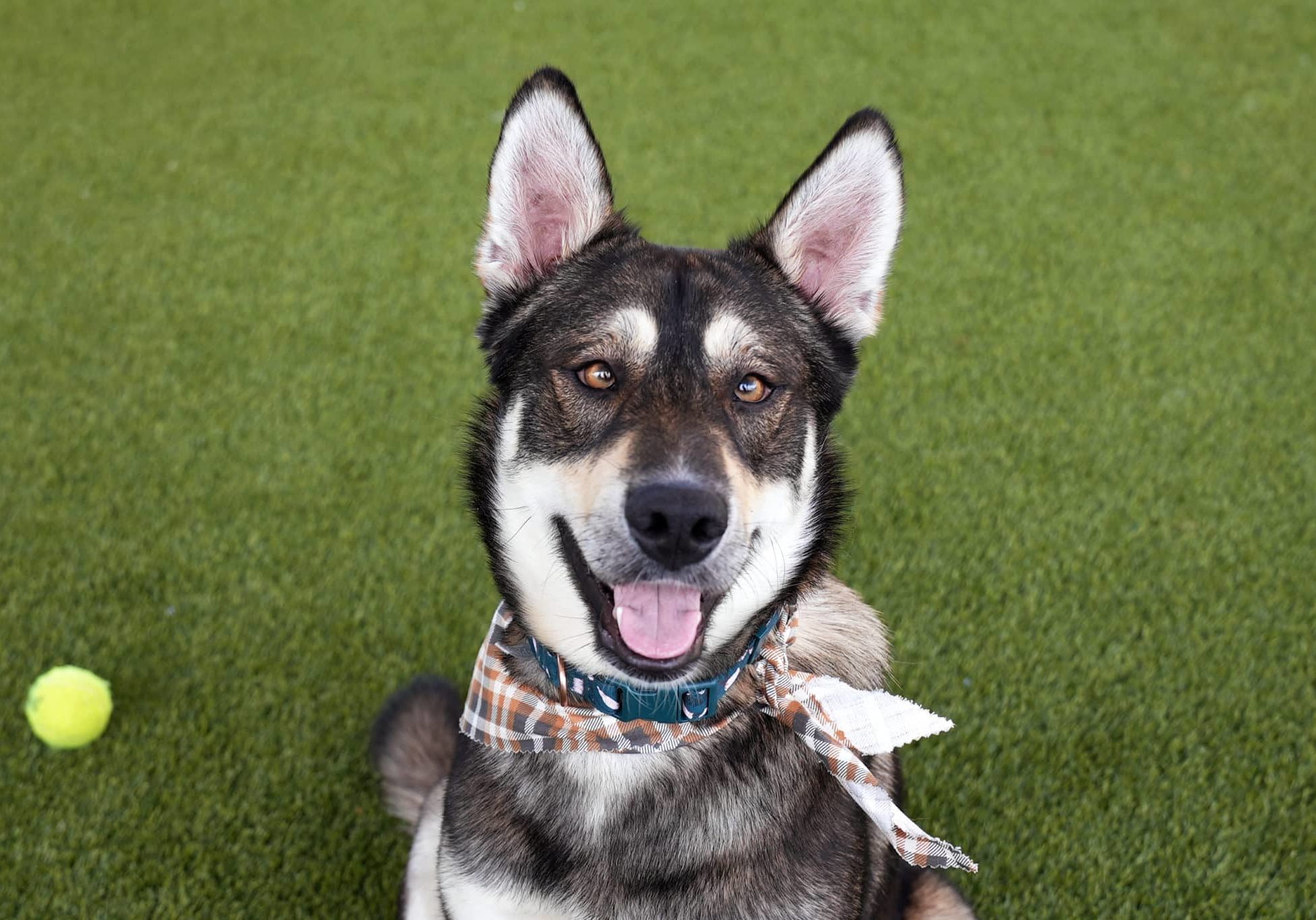 A dog sitting and smiling at the camera on grass with a yellow ball in the background