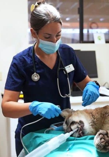 Mountain Lion Exam And Prep For Release 06262024 Photo13