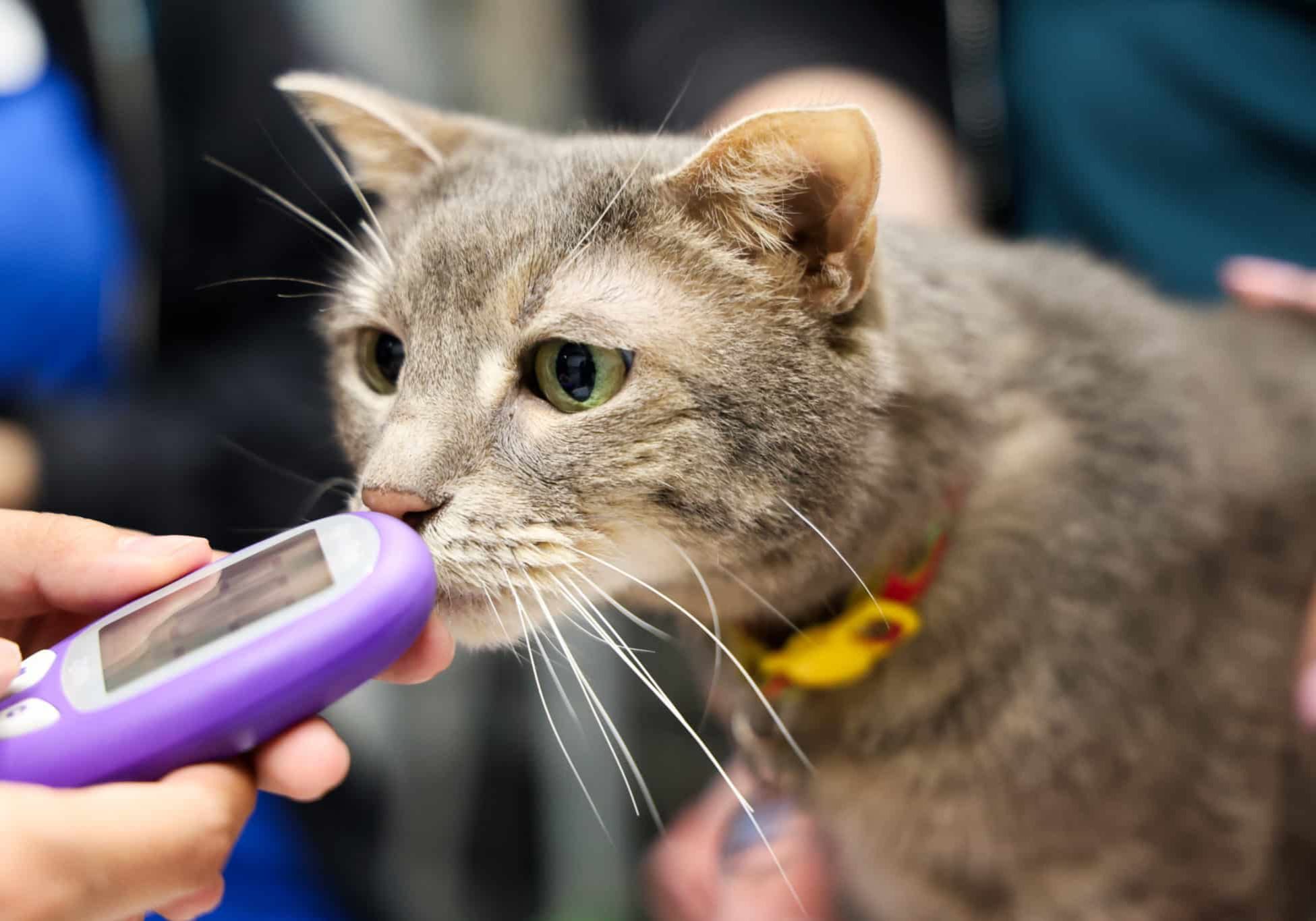 A cat at the vet sniffing a thermometer