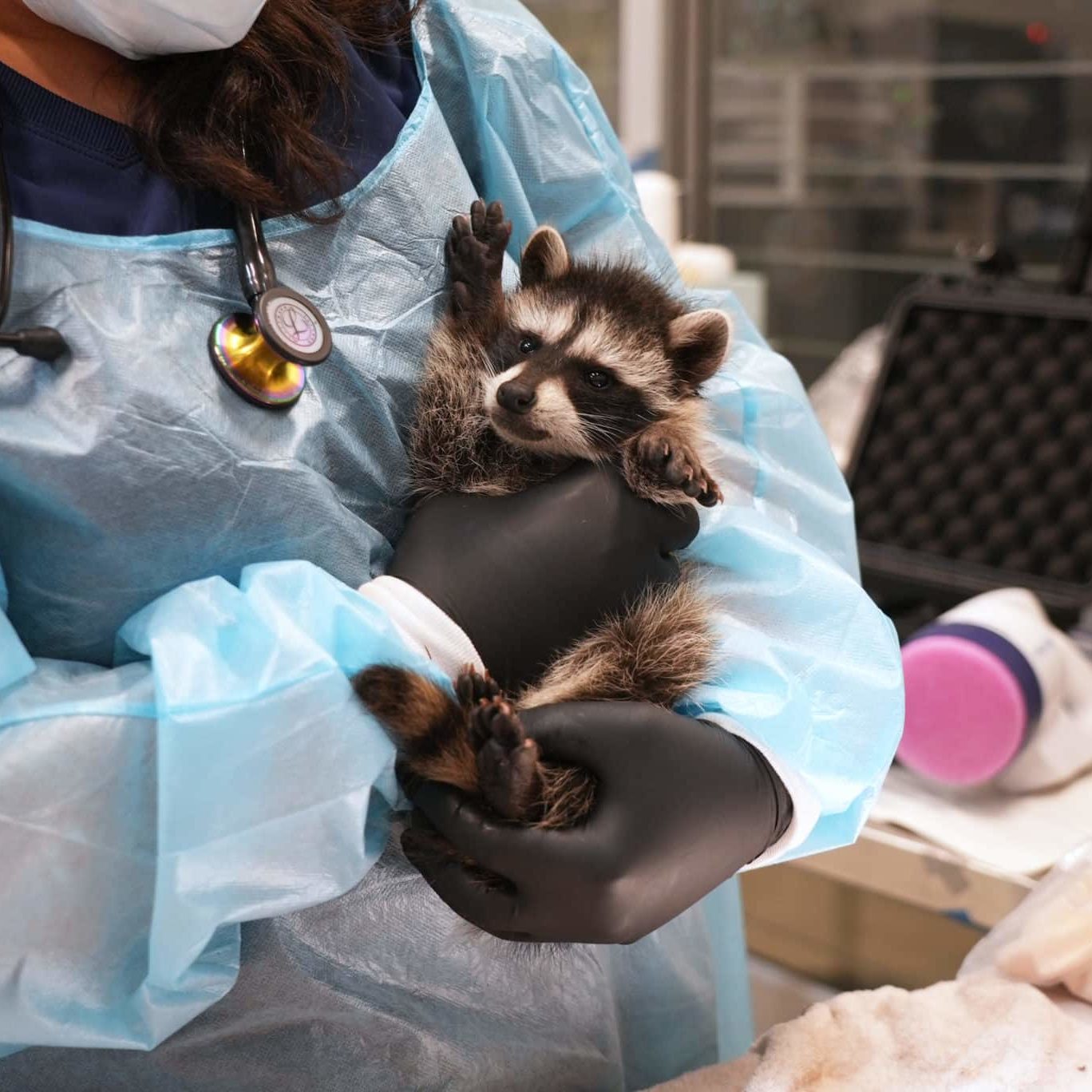 Northern Raccoon 25 7339 With Neck Wound 6