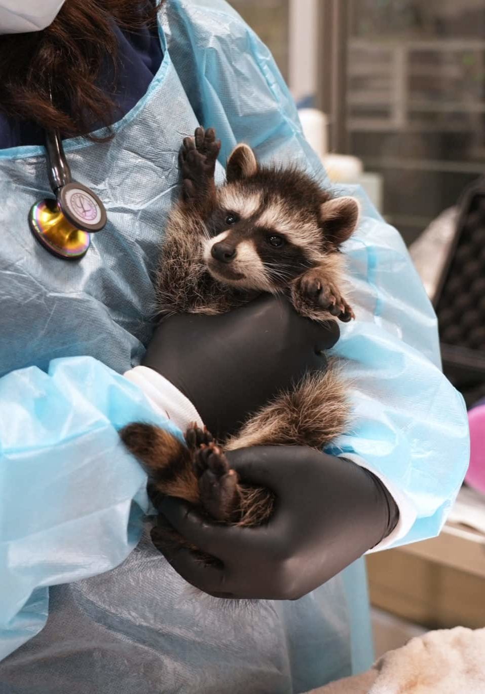 Northern Raccoon 25 7339 With Neck Wound 6