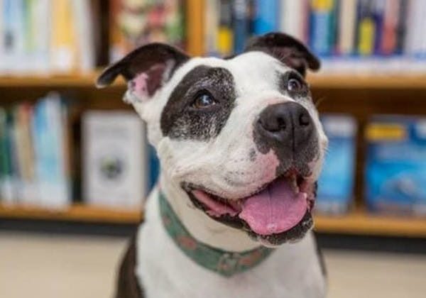 OctoberEventScoop LibraryReadingPrograms