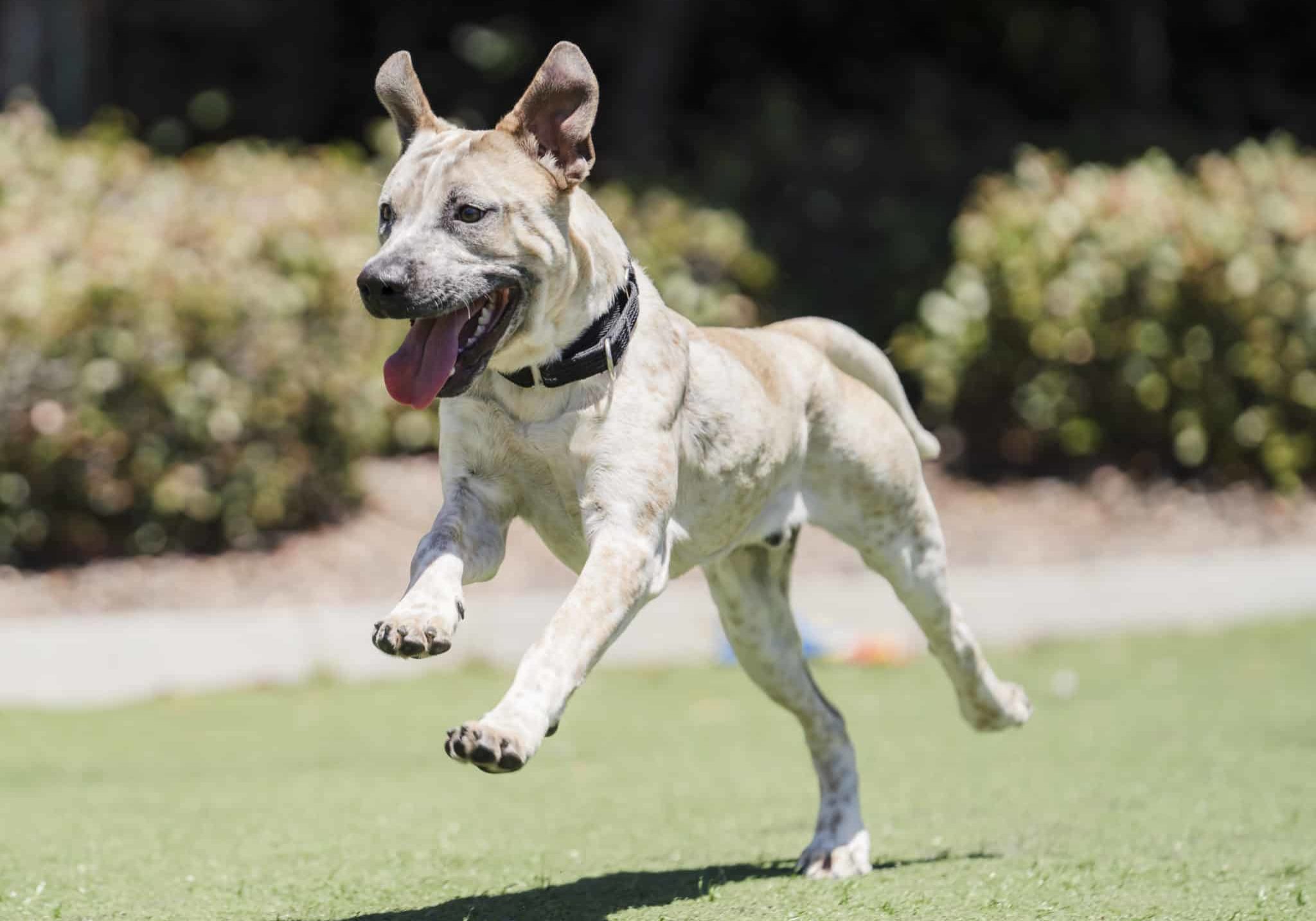 Available for Adoption Dogs at San Diego Campus.