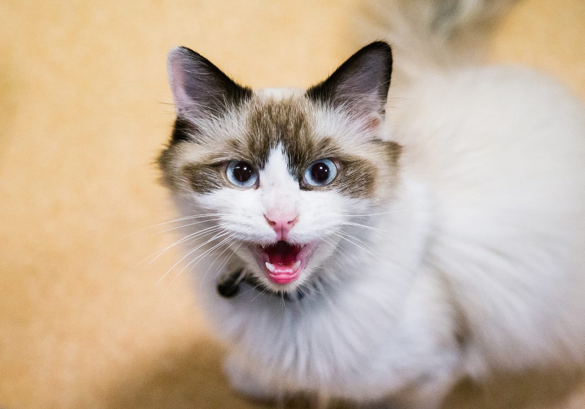 A cat looking at the camera and meowing