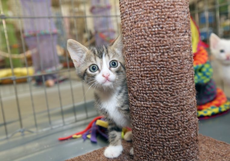 These images were pulled from Art Images up to 2019.