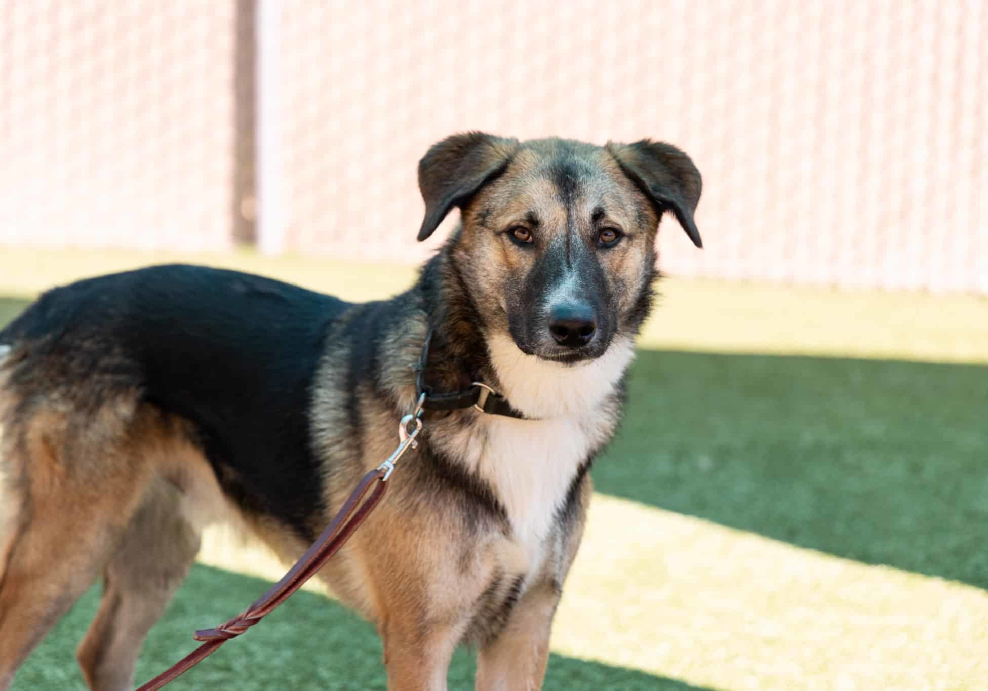 Brown and black dog wearing leash and looking at camera