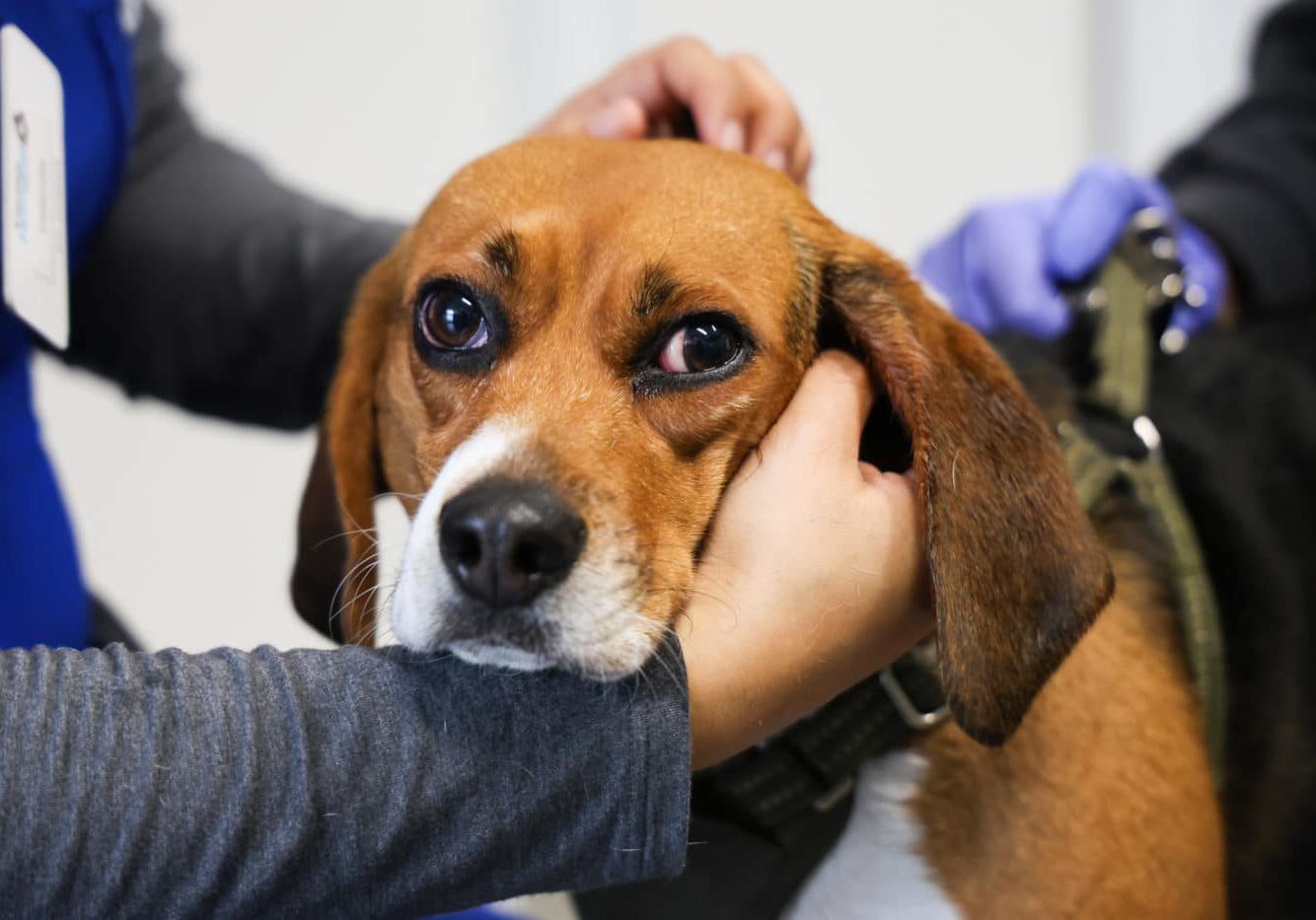 A beagle getting his ears checked at the vet