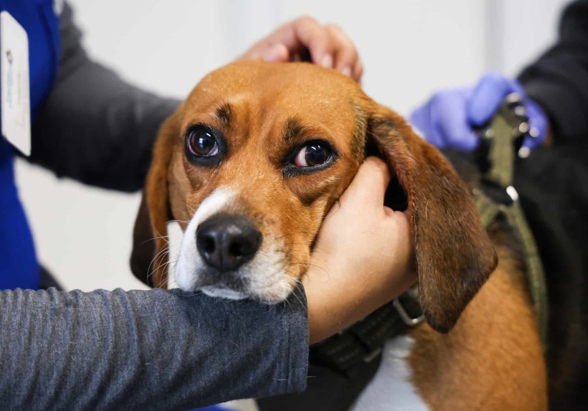 A beagle getting his ears checked at the vet