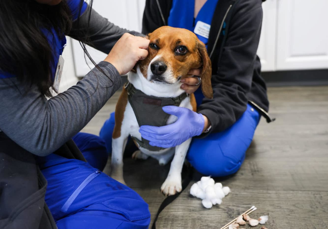 A beagle getting his ears cleaned at the vet