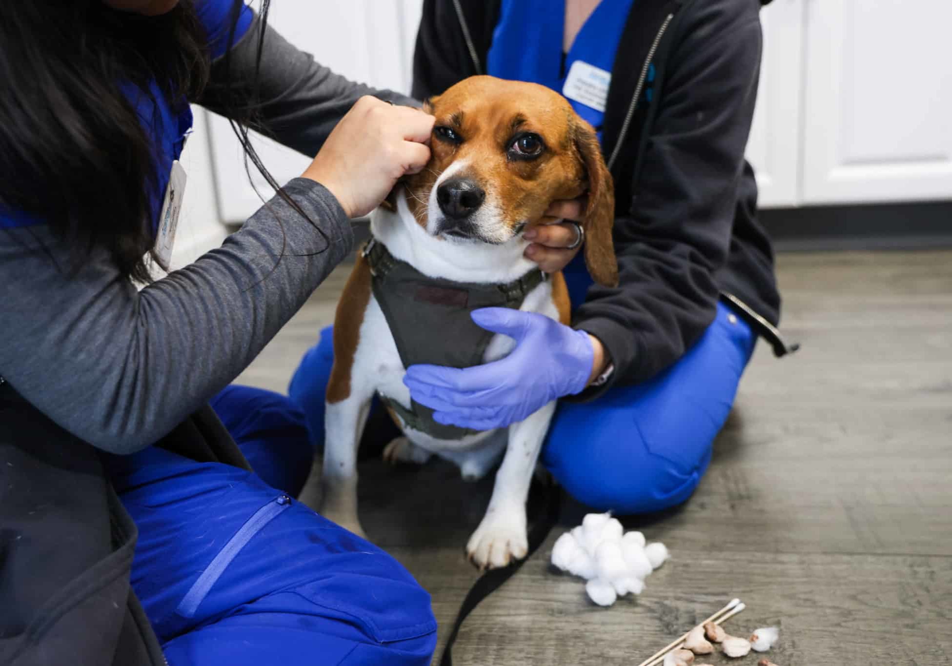 A beagle getting his ears cleaned at the vet