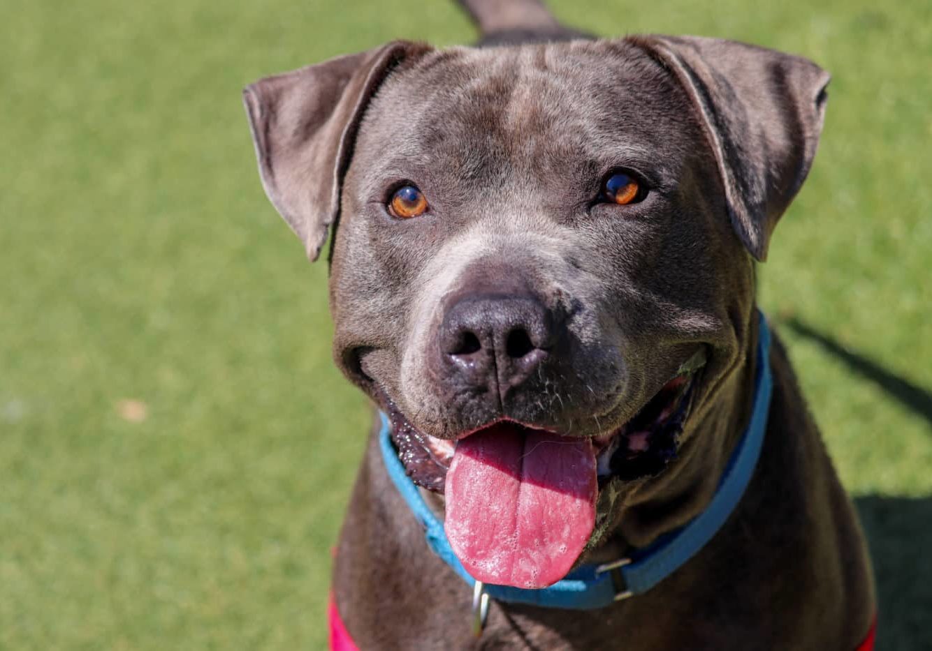 Pike 957658 SLR CW 072825 3