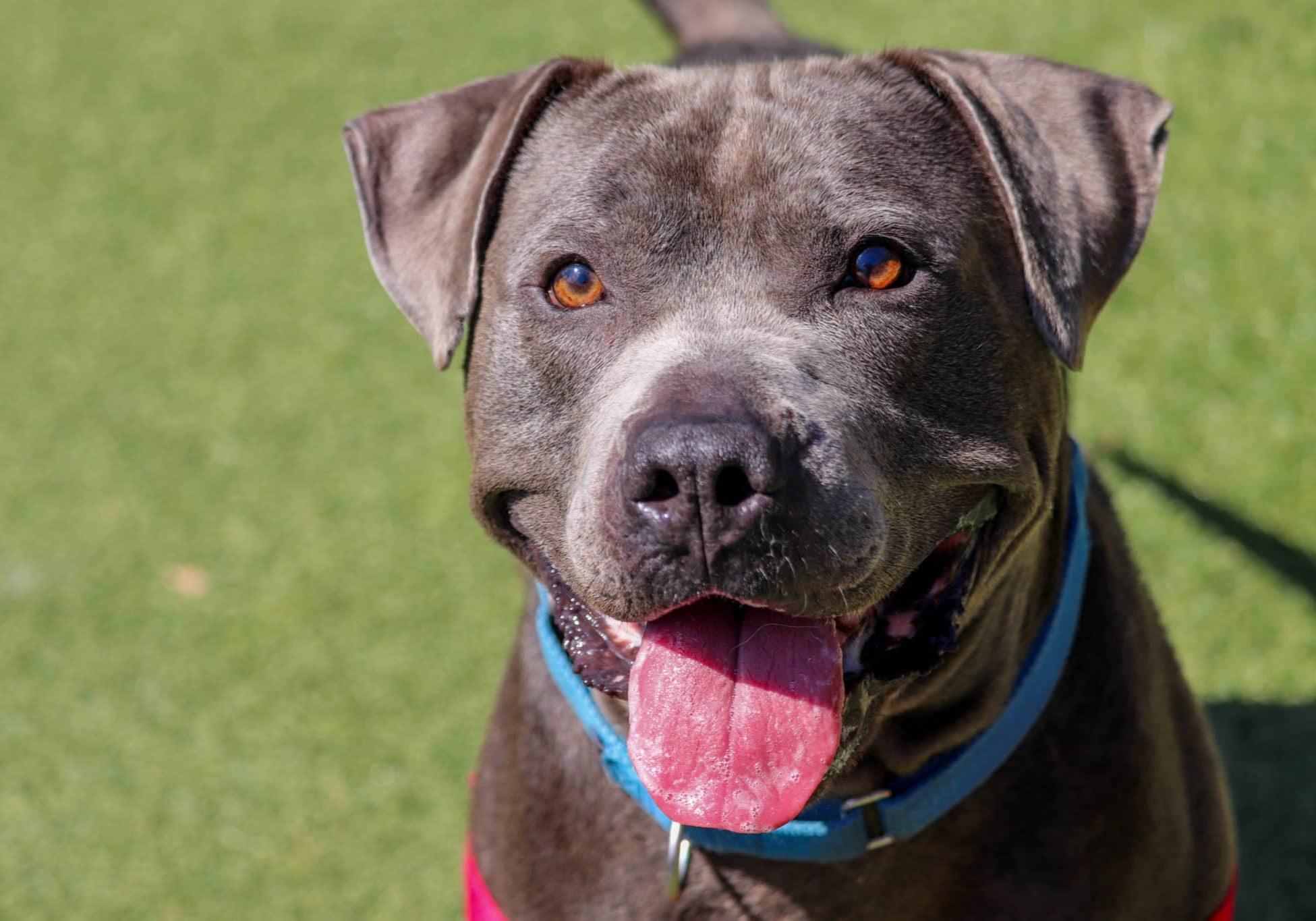 Pike 957658 SLR CW 072825 3