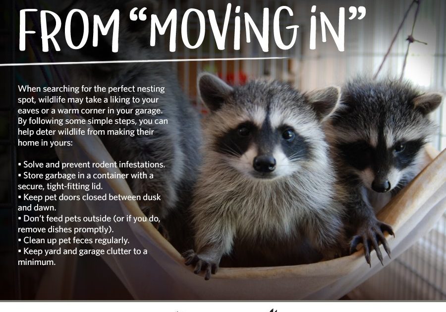 Prevent Wildlife From Moving In