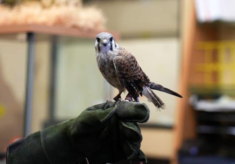 Ramona Ambassador Cricket