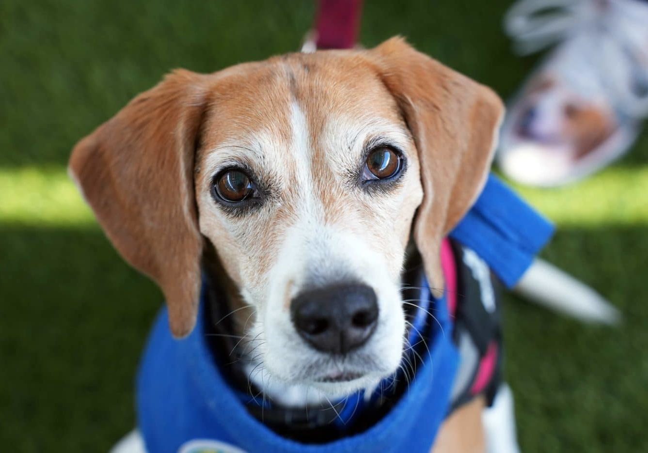 Read Across America Canine Ambassador