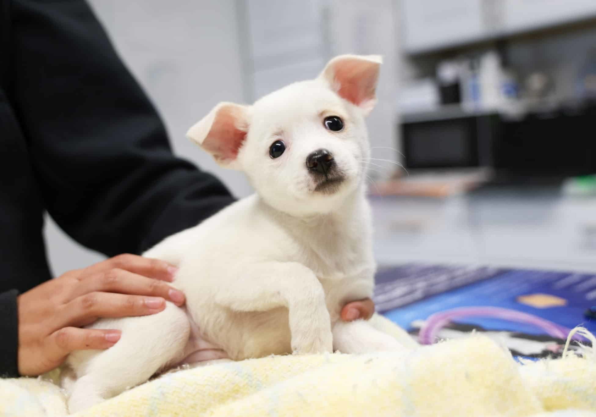 A puppy getting examined at the vet