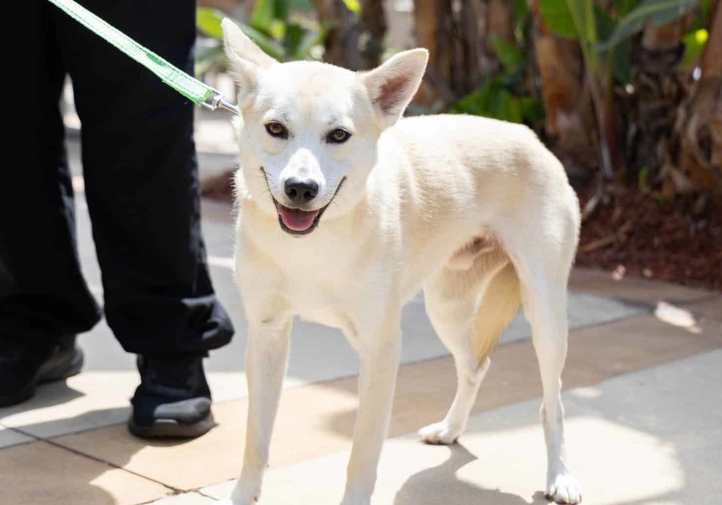 SDHS Clear The Shelters 082325 19