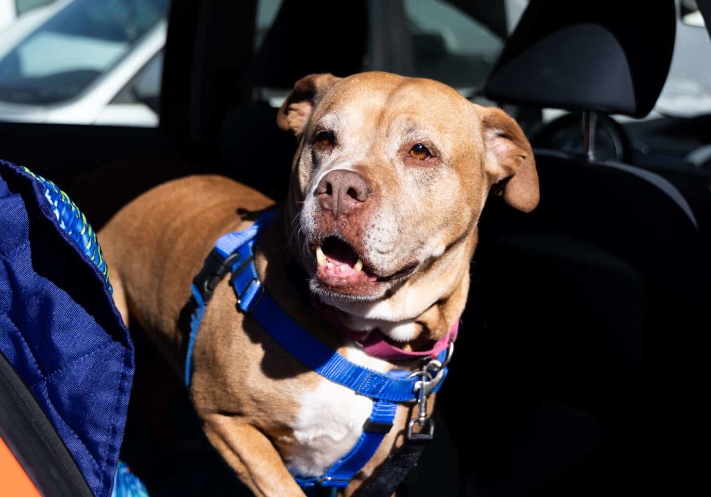 SDHS Foster Sendoff Pasadena Humane 011324 12