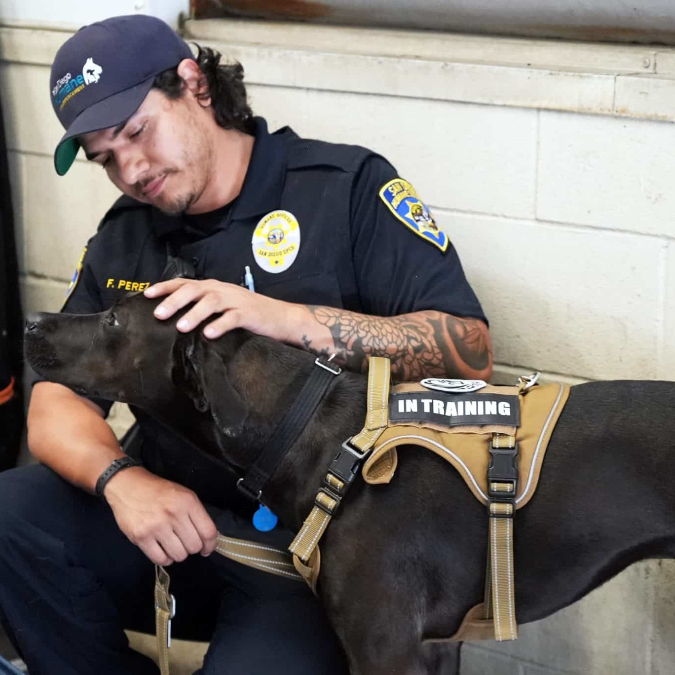 Impact | San Diego Humane Society