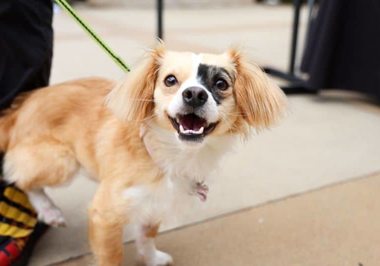 Small yellow dog with black spot on a green leash