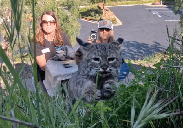 SDHS Bobcat Kitten Release 02222026 Screenshot 1
