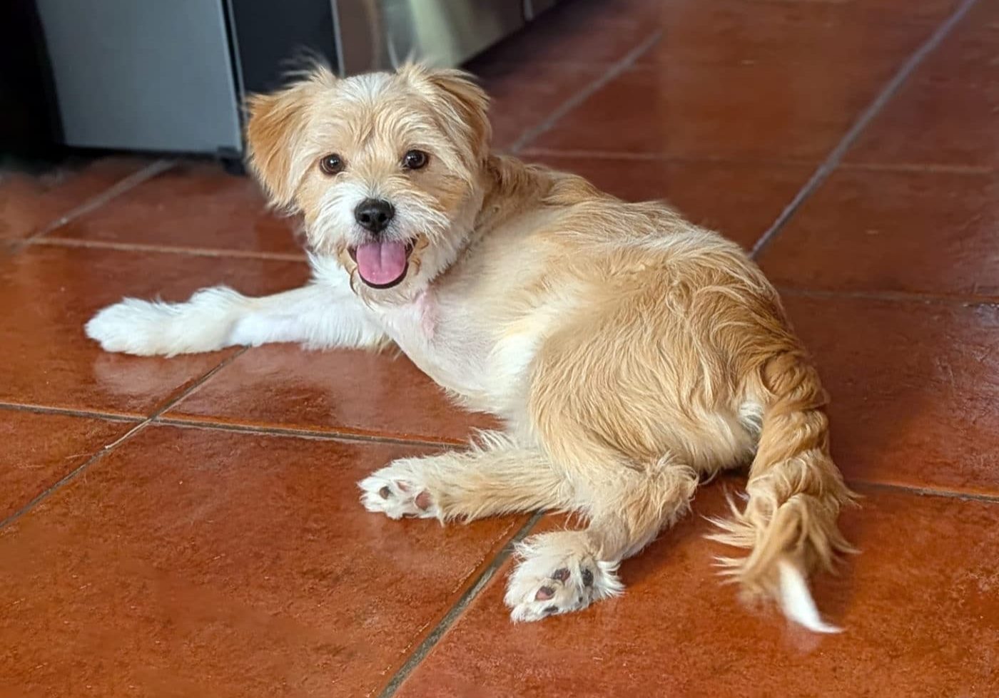 SDHS Churro 966735 030626 Photo 2