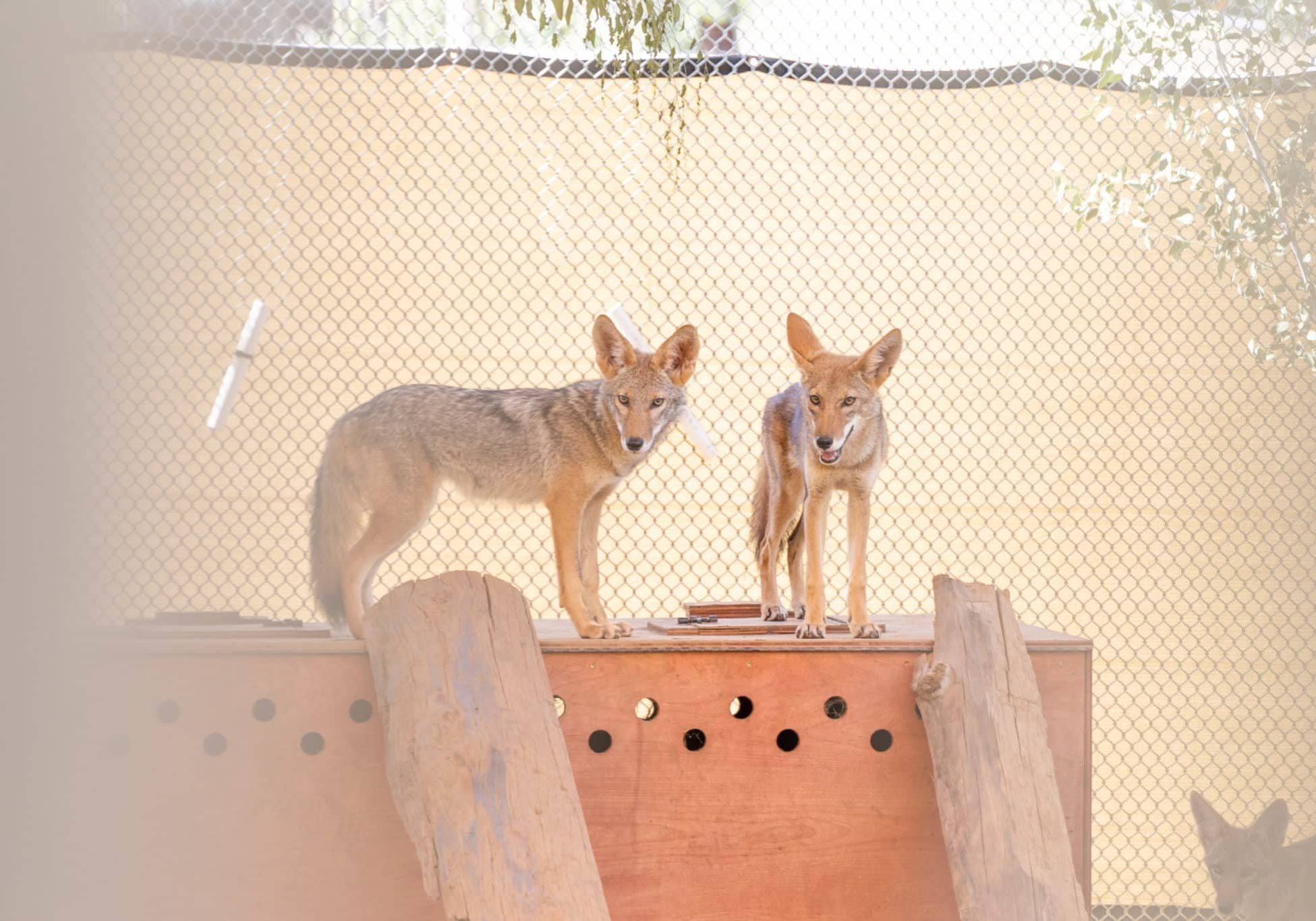 SDHS Coyote Awareness Week 2026 Photo 11