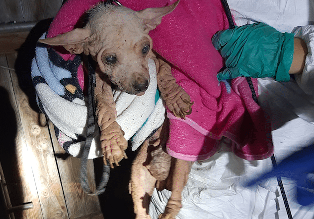 SDHS HLE 33 Pets Rescued 20240827 WEB