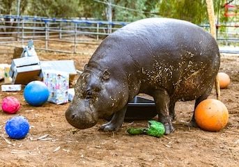 SDHS Hannah Shirley 52nd Birthday 14