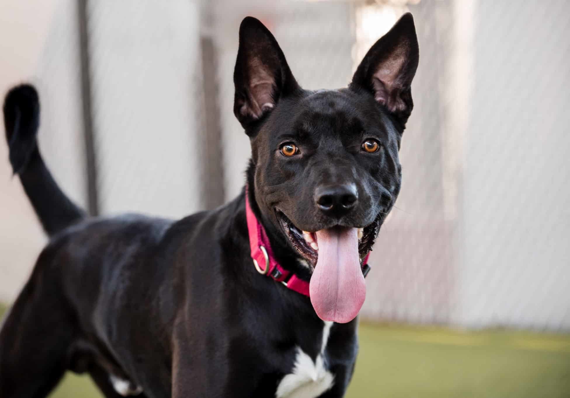 SajaBoy 964914 SDC KD 092925 3