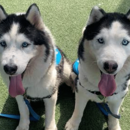San Diego County Department Of Animal Services