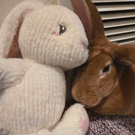 San Diego House Rabbit Society