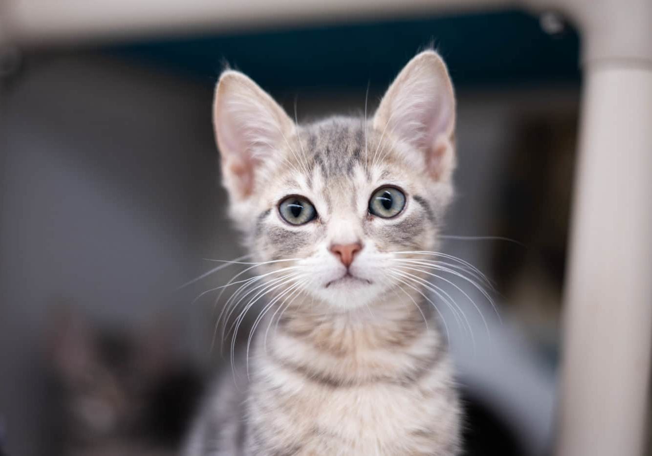 San Diego Humane Society Launches Innovative Adoption Process