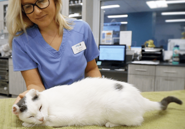 San Diego Humane Society And The ASPCA Sponsor Bill To Allow Access To Veterinary Care Via Telehealth