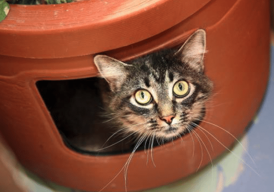 Screen Shot 2020 05 07 At 8.03.52 AM