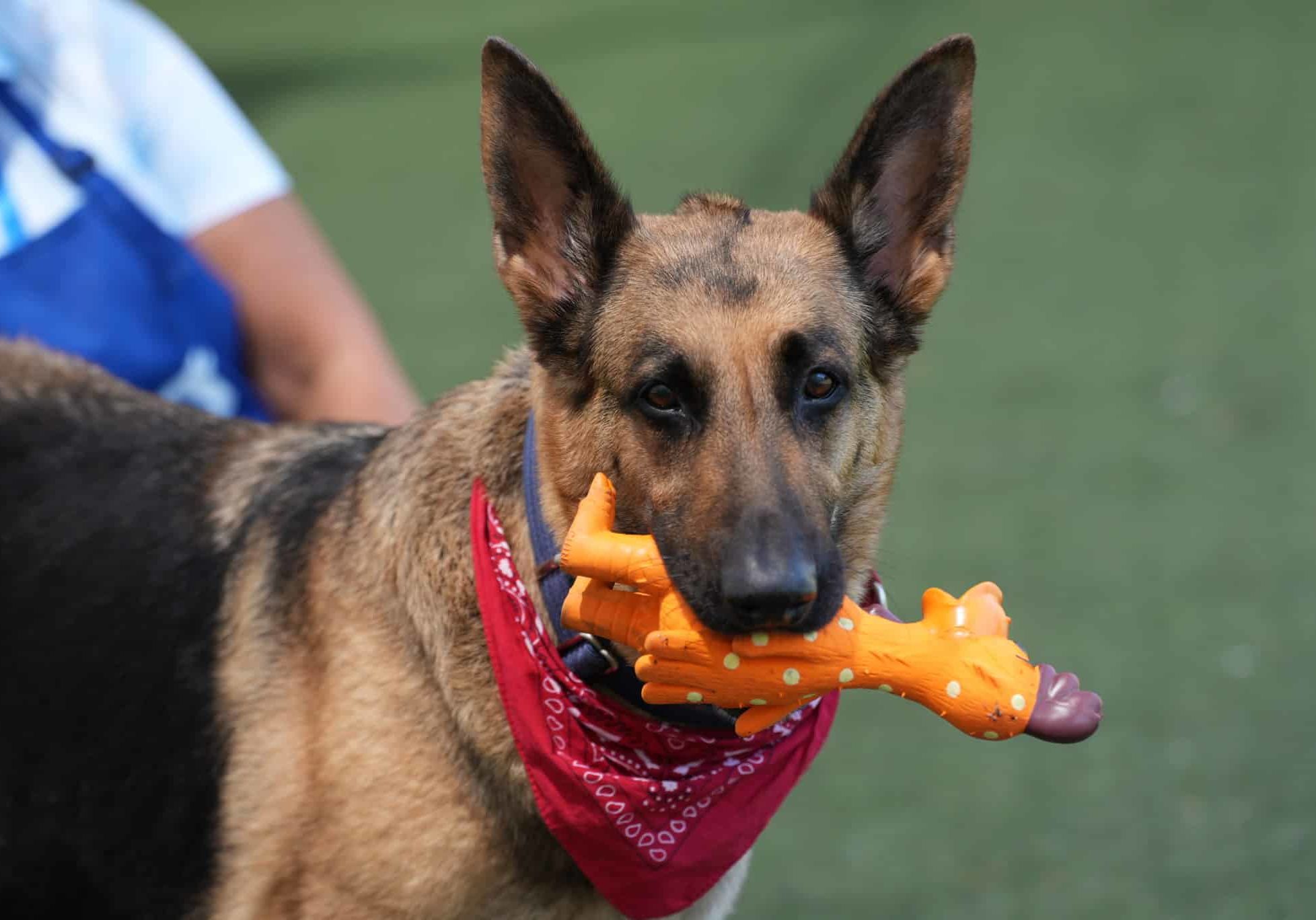 Dog holding toy in his mouth and looking at camera