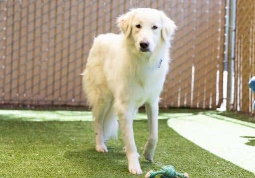 Sky 954451 ESC 082525 3