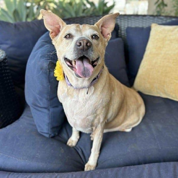 senior tan dog on couch