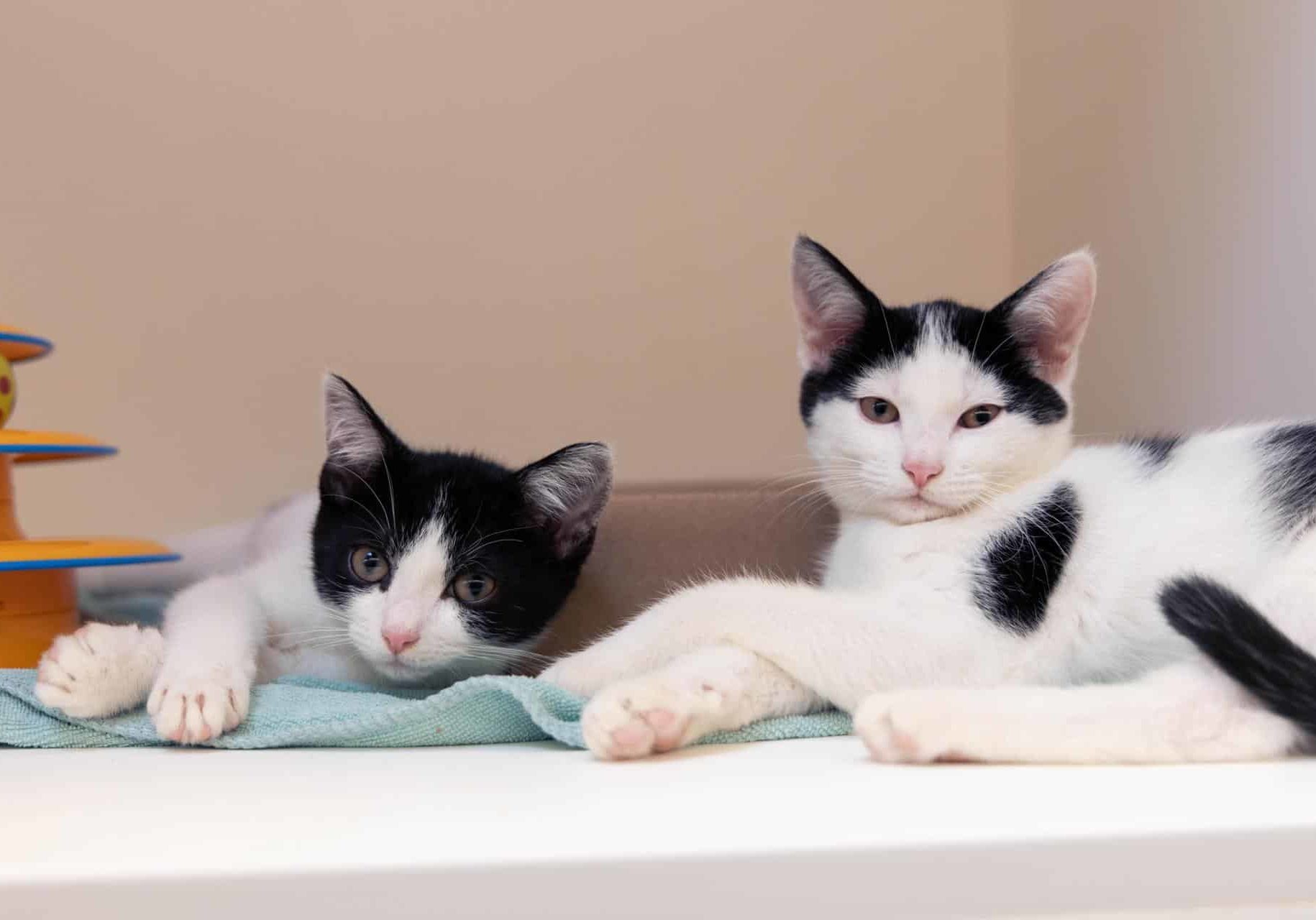 Sun 955513 And Moon 955517 SDC 062525 1