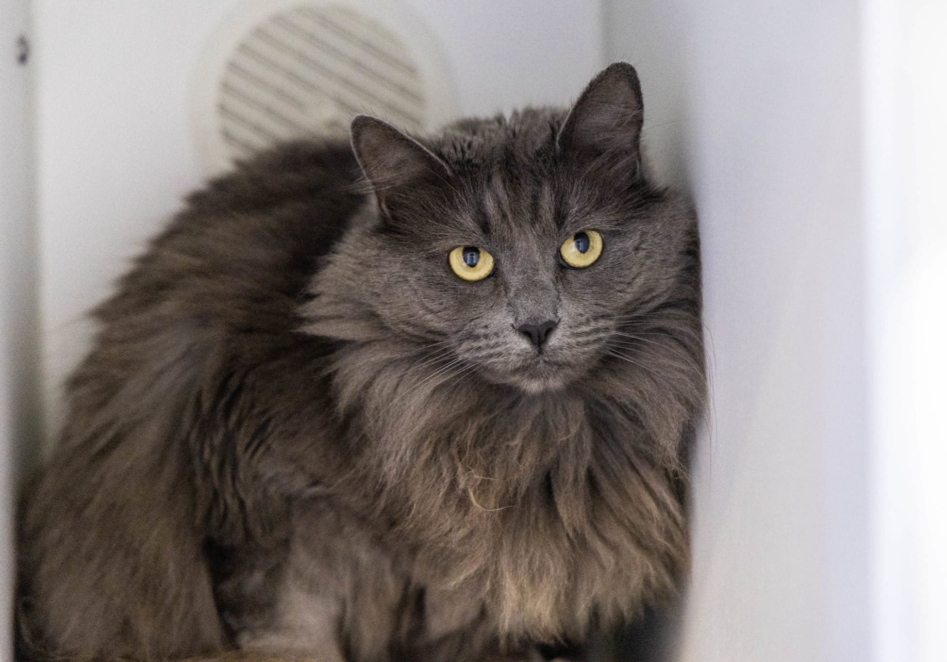 A fluffy grey cat hiding in a corner