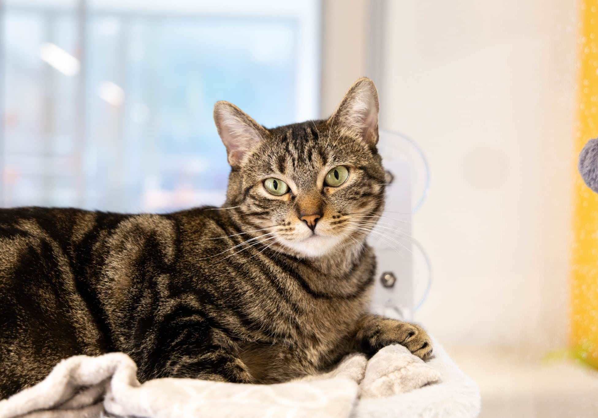 A brown and black striped kitten laying down on a blanket and looking at the camera