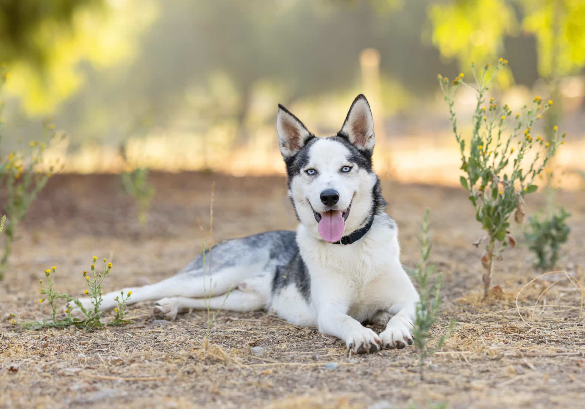 A white and grey dog laying down outside
